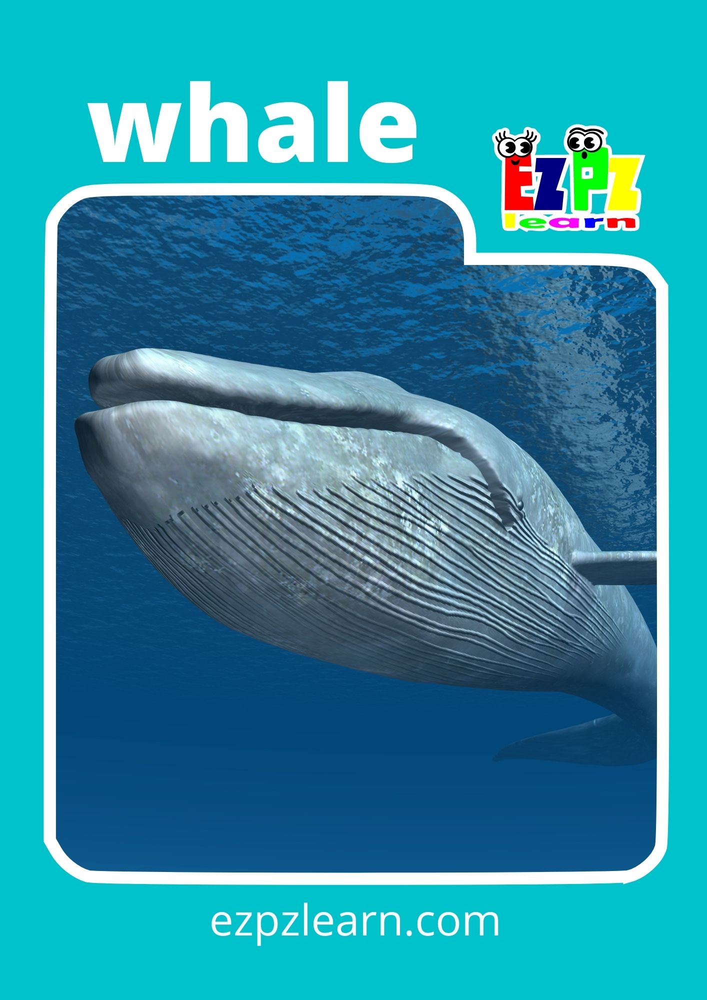 whale
